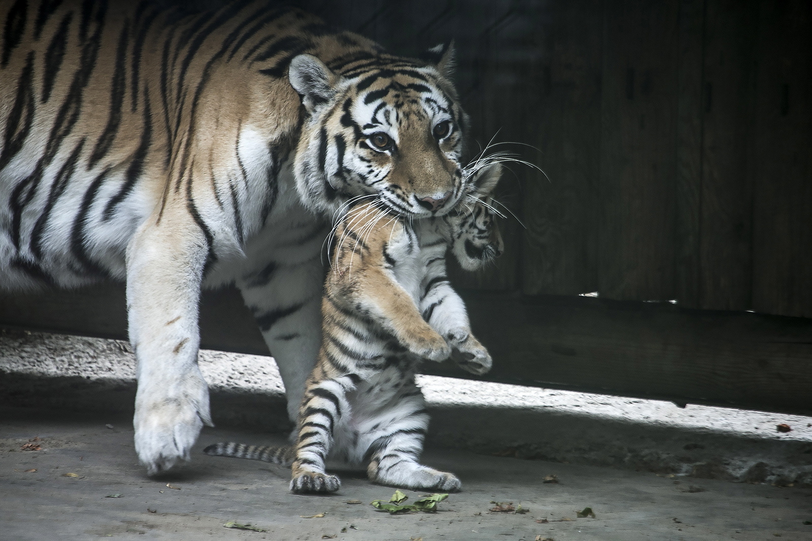 Tigress attacked man who tried to steal her cub - My, Zoo, Buzuluk, Orenburg region, Tiger, Negative, Incident