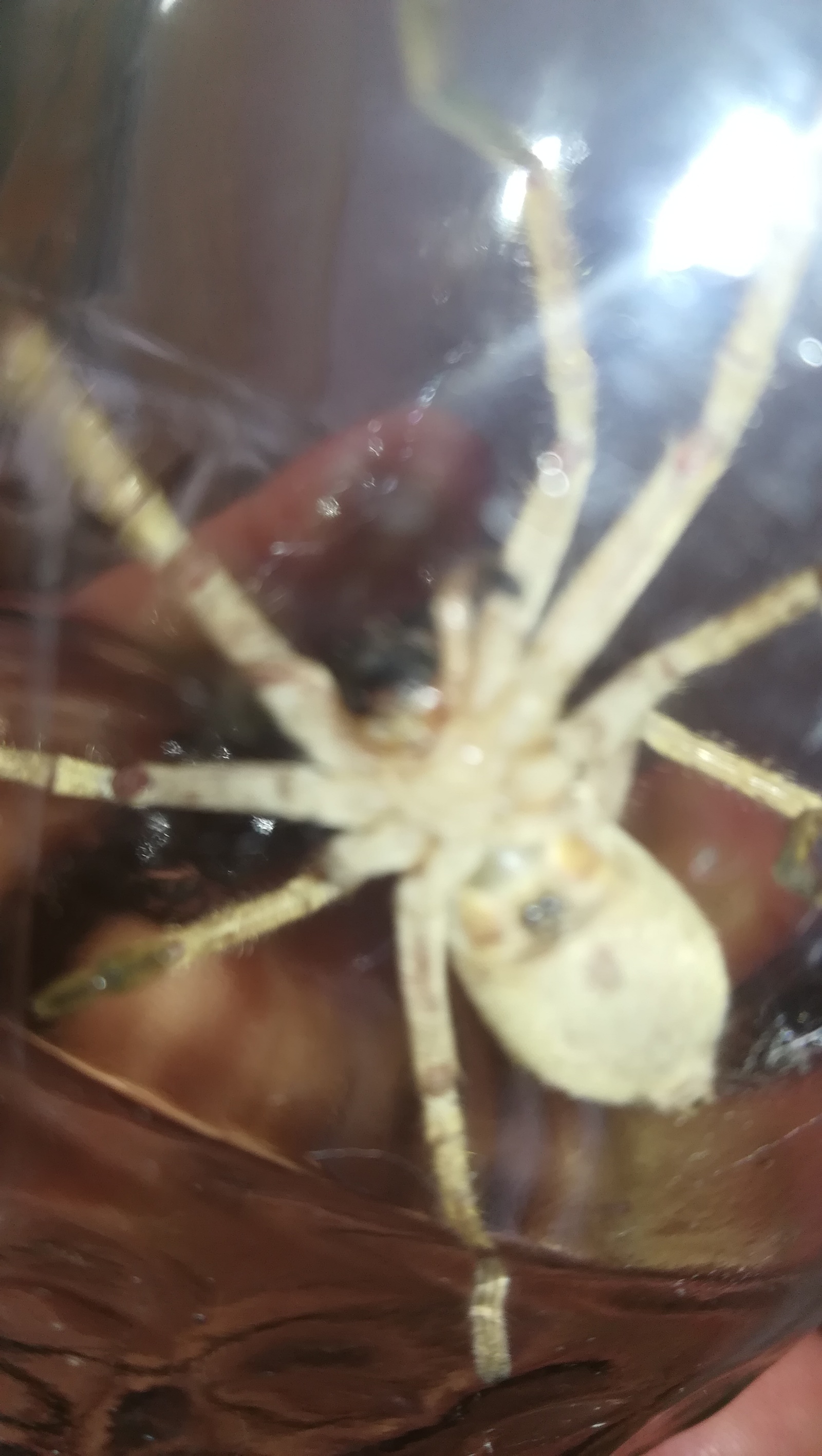 unknown animal - My, Arachnids, Help, No rating, Flamethrower, Longpost