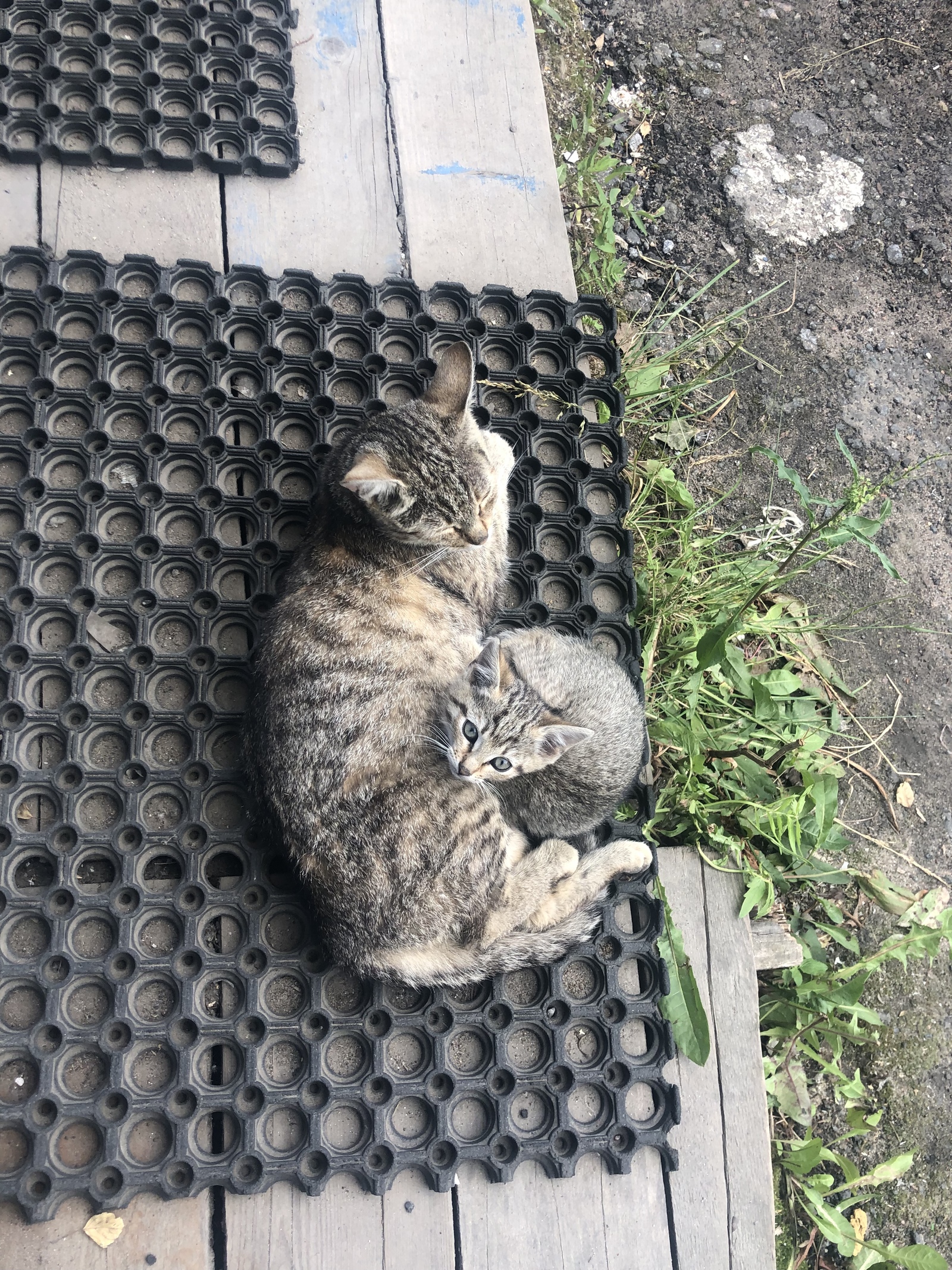 Kittens need a home! - No rating, Kittens, The strength of the Peekaboo, Find a Home, Longpost, In good hands, Saint Petersburg