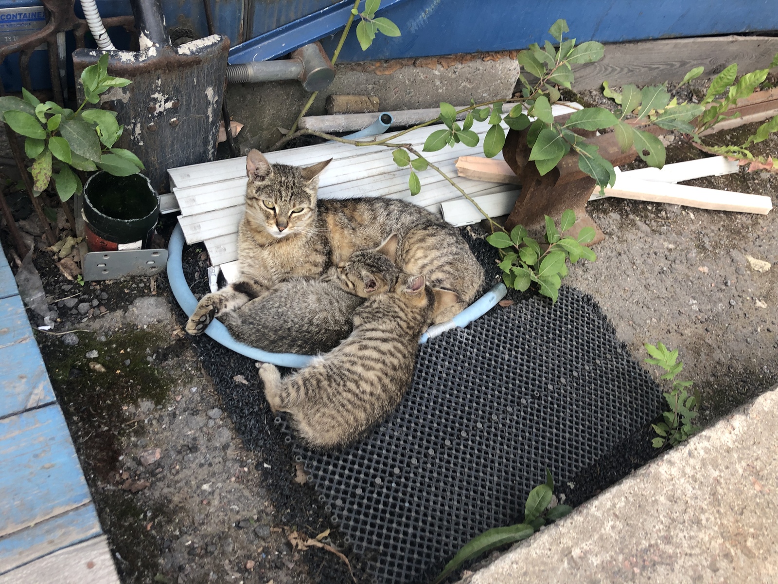 Котятам нужен дом! - Без рейтинга, Котята, Сила Пикабу, Поиск дома, Длиннопост, В добрые руки, Санкт-Петербург