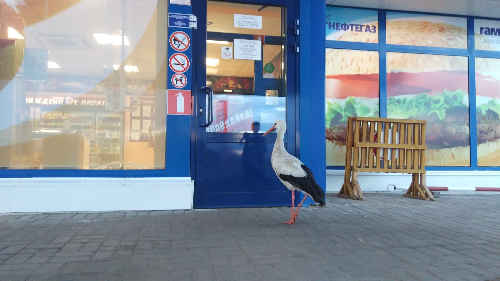 Stork at the gas station - My, Stork, Refueling