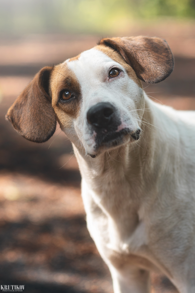 - What are you doing here, huh? - My, Dog, The photo, Cur