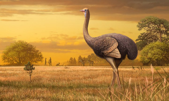 Fossils of the largest bird of the Northern Hemisphere found in Crimea - Paleontology, Interesting, Informative, Birds, , Crimea, Find, Copy-paste, Longpost, Giants