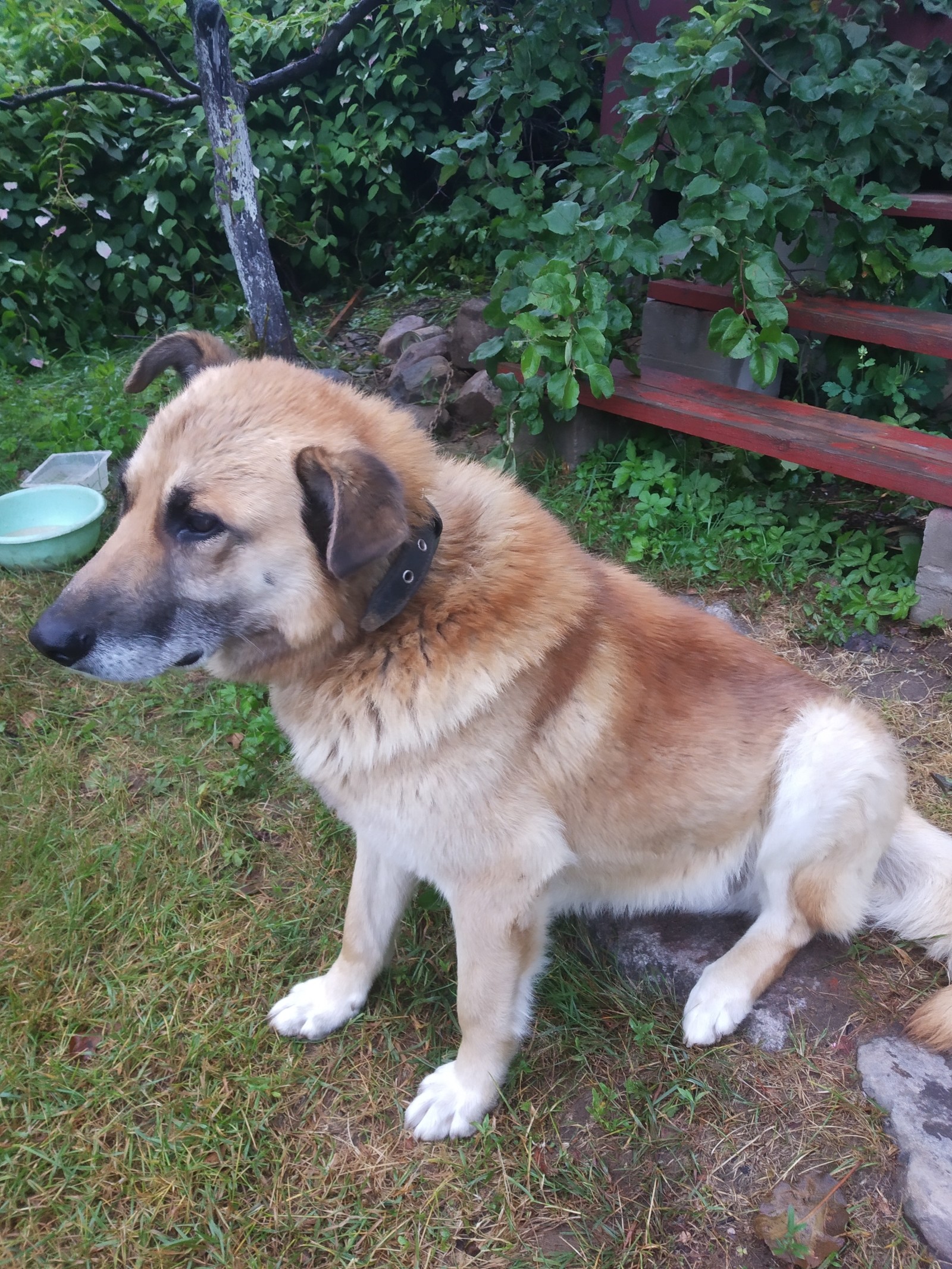 Guard dog looking for a home (Leningrad region) - My, Homeless animals, Pets, Leningrad region, Dog, No rating, Longpost