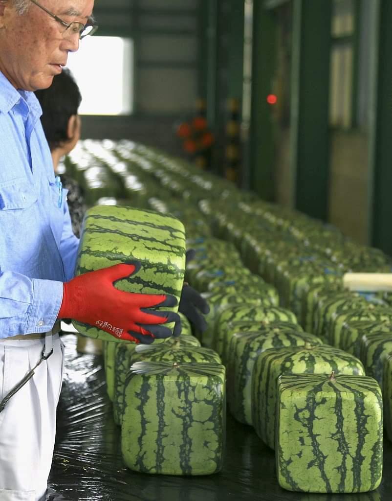 Ease of storage and transportation - Watermelon, Form, Berries, Japan