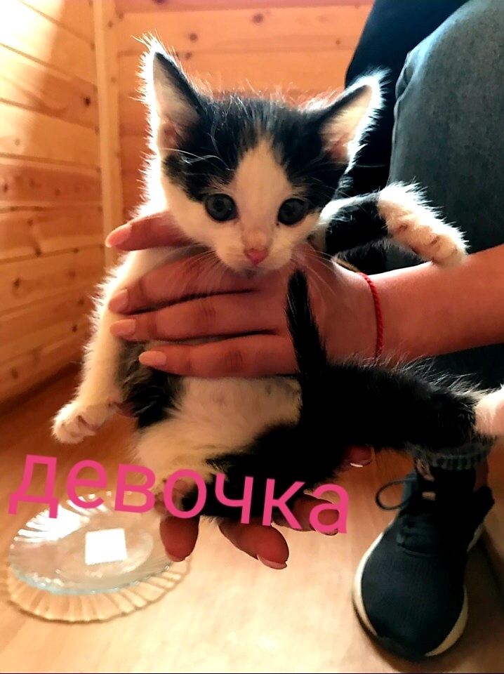 In good hands - My, In good hands, Krasnogorsk, Moscow, Kittens, Nakhabino, Opalikha, Longpost