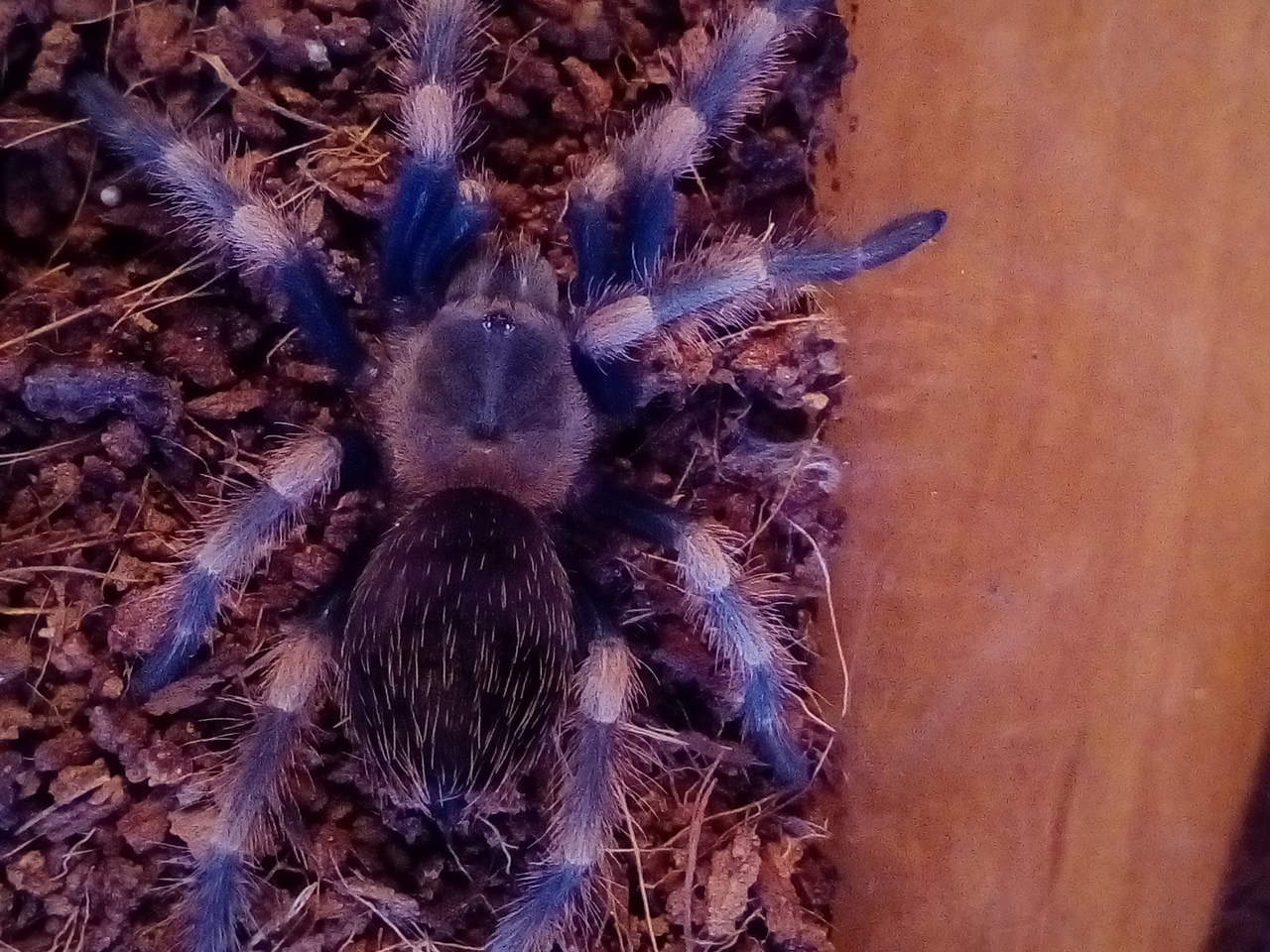 Brachypelma smithi, как он растет. - Моё, Brachypelma smithi, Хобби, Террариумистика, Brachypelma, Паук, Пауки-Птицееды, Длиннопост