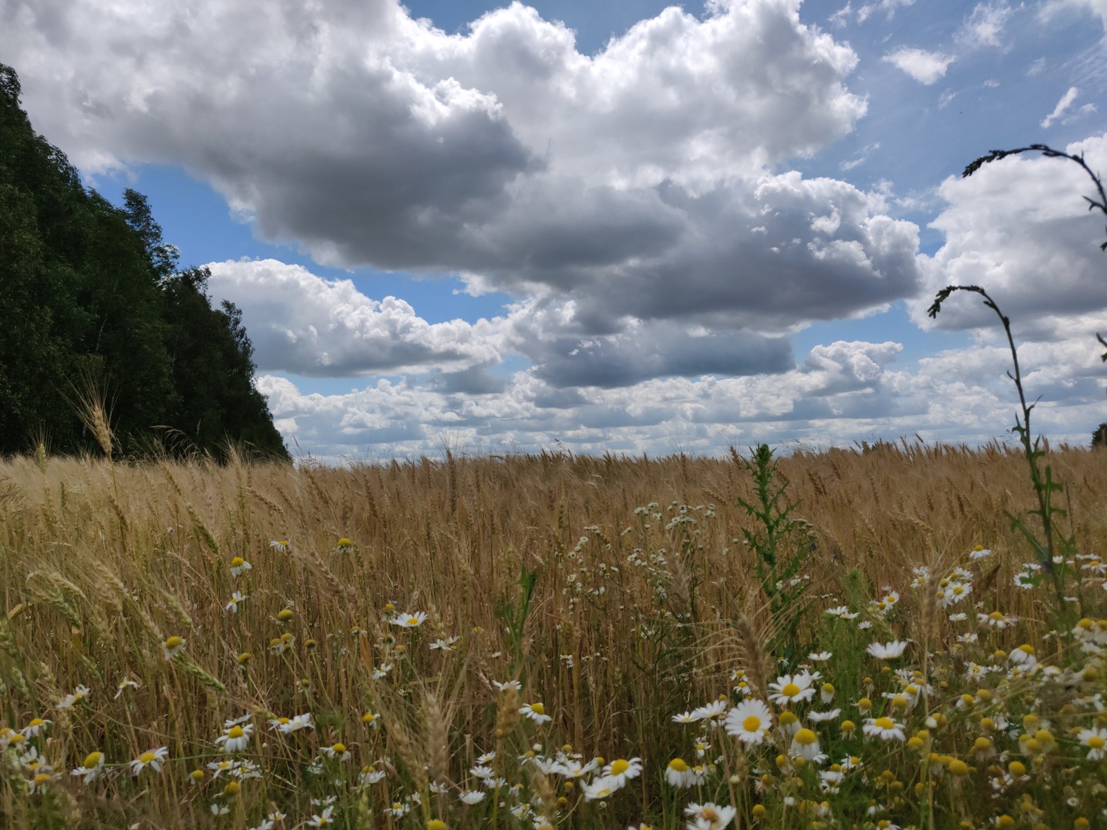 Nature. - My, The photo, Nature, Chamomile, Beginning photographer, Longpost