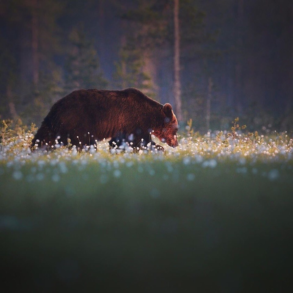 Owner of the forest. - The Bears, The photo, wildlife