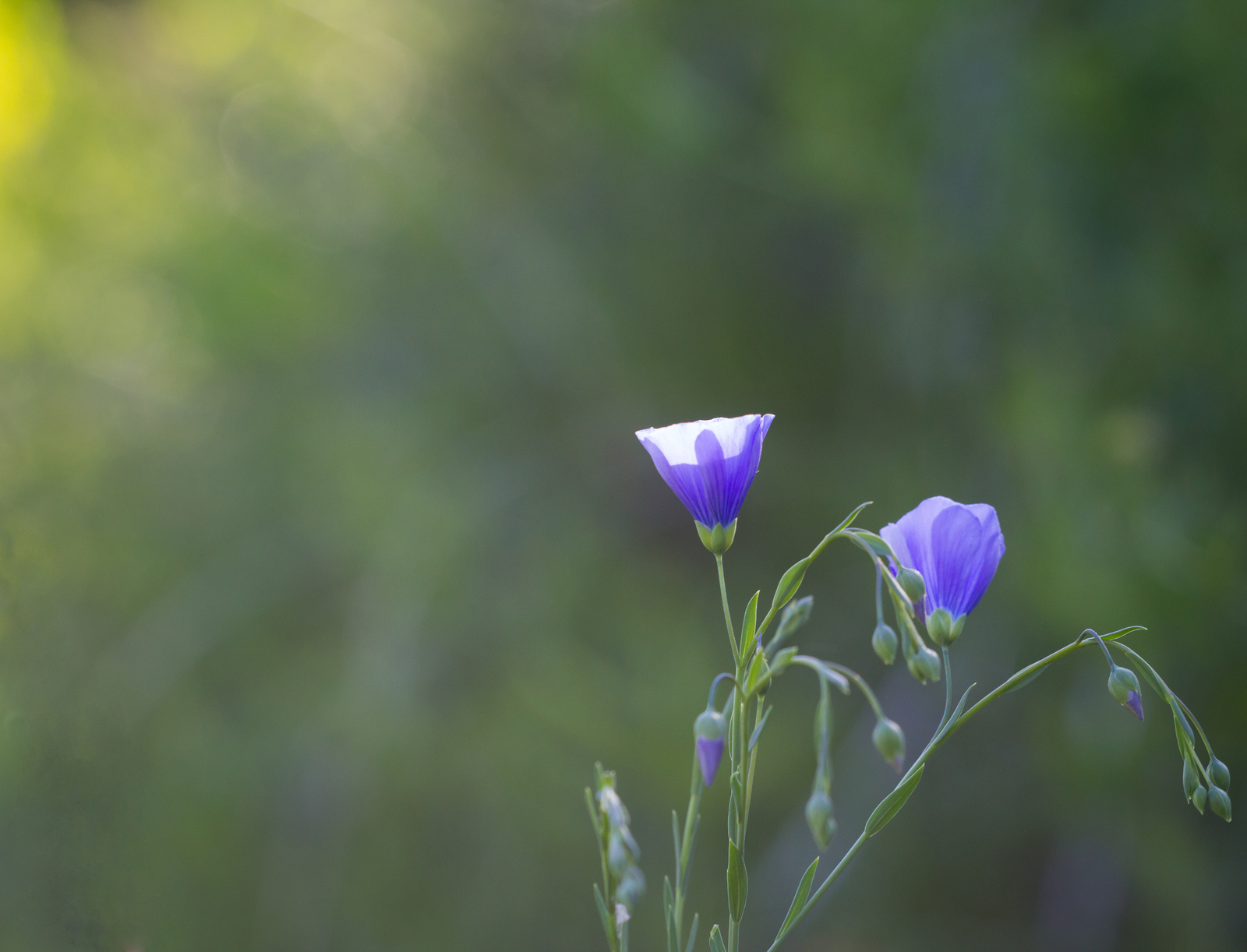 Day in the rhythm of Flax - My, Grass, Flax, Nature, Longpost, Flowers, Marshy woodlands