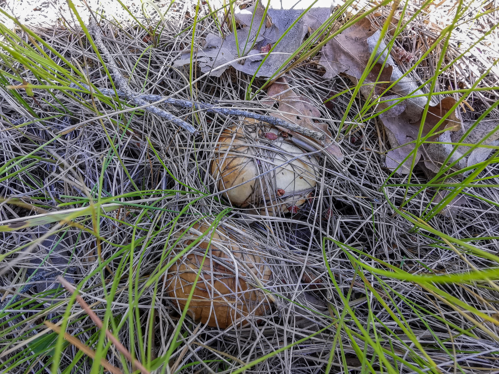 Photo bike ride - My, Dzerzhinsk, Longpost, Mobile photography, Huawei mate 20, A bike, Nature, Berries, Mushrooms