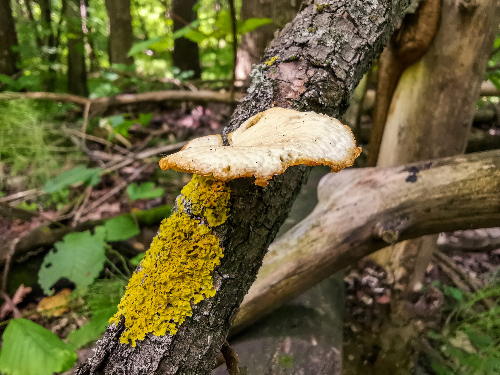 Photo bike ride - My, Dzerzhinsk, Longpost, Mobile photography, Huawei mate 20, A bike, Nature, Berries, Mushrooms