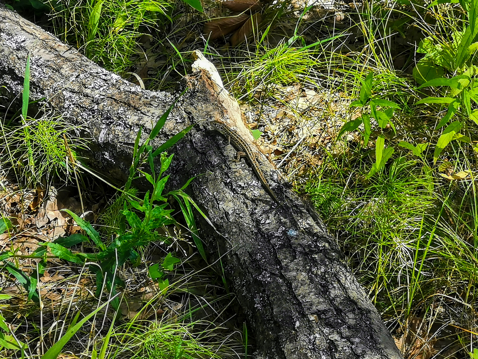 Photo bike ride - My, Dzerzhinsk, Longpost, Mobile photography, Huawei mate 20, A bike, Nature, Berries, Mushrooms