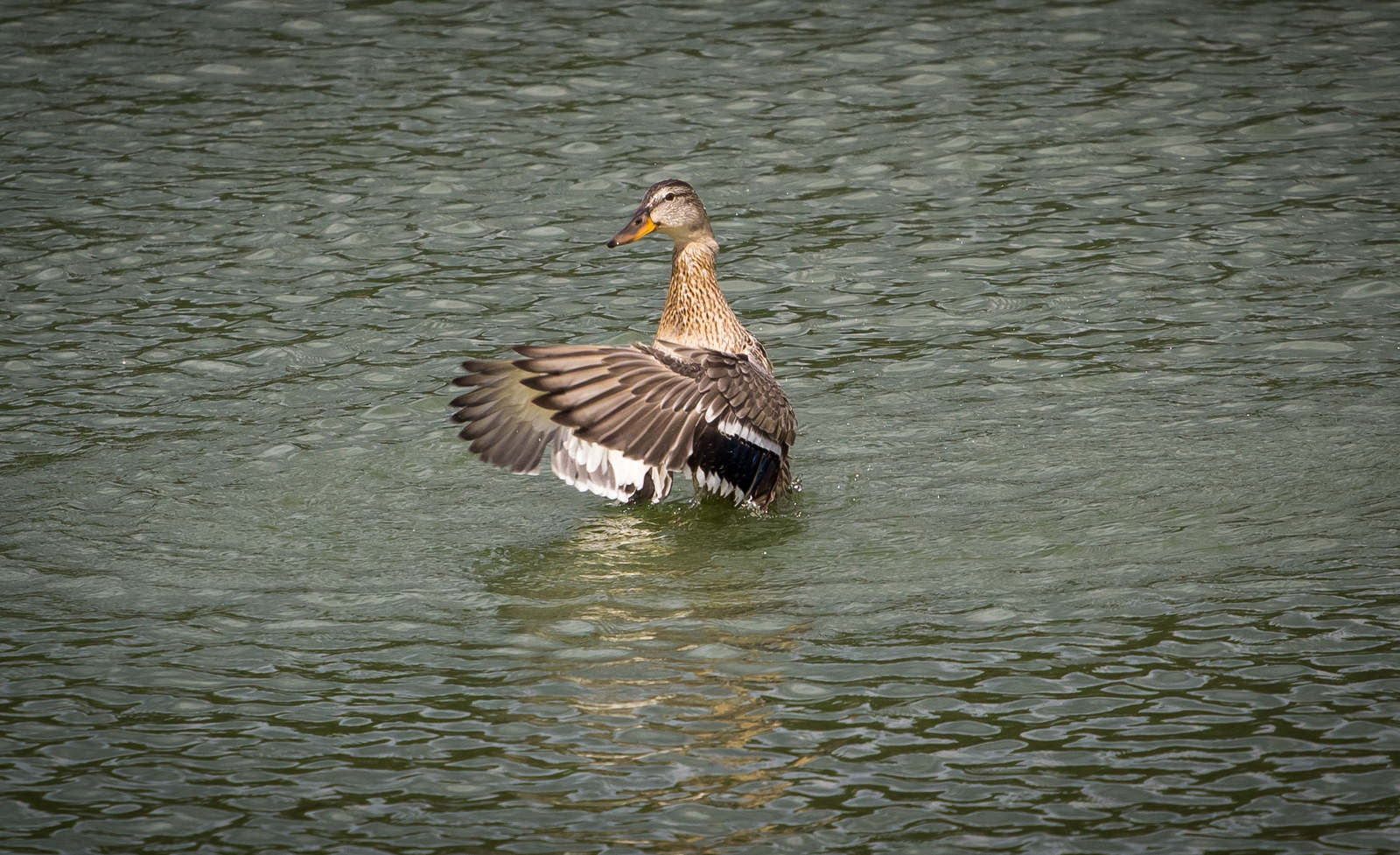 Dancing on the water - My, Duck, Mallard duck, Longpost