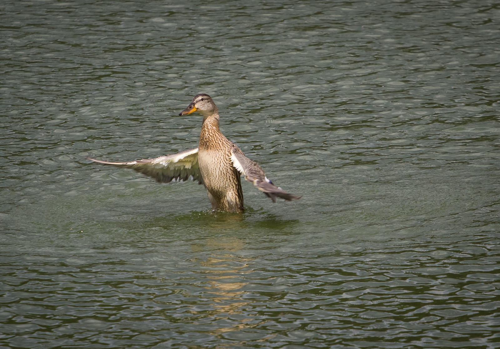 Dancing on the water - My, Duck, Mallard duck, Longpost