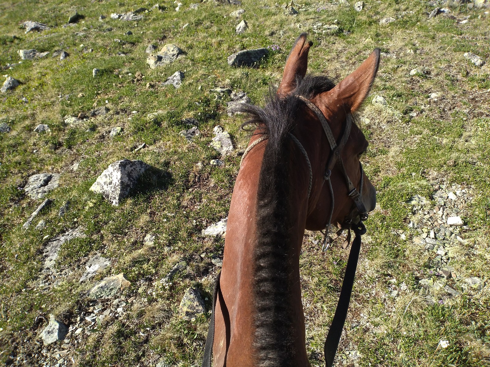 Rest in Gorny Altai. - My, Camping, Mountain Altai, Longpost, Altai Republic