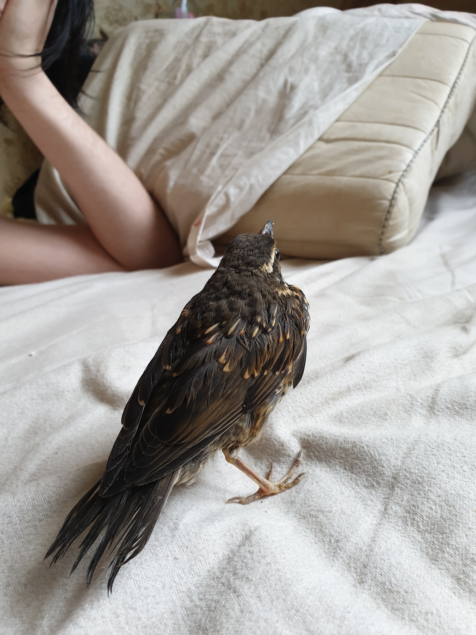 History of Ciri. - My, Fieldfare, Bird watching, Observation, Chick, Growing, Pet, Birds, Process, Video, Longpost, Pets