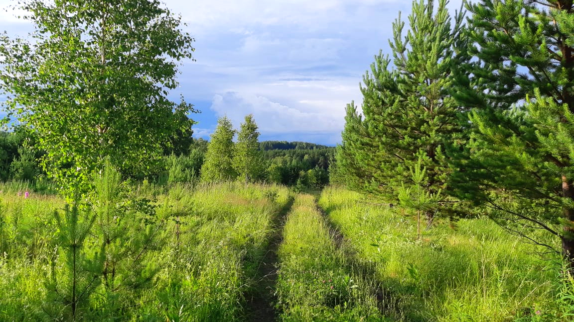 Outdoors - My, Photo on sneaker, The photo, Nature, Longpost