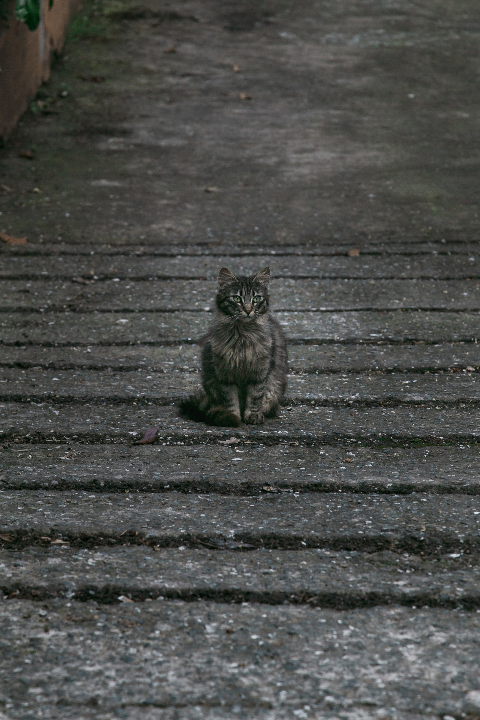 Cat portrait №32 - My, cat, Catomafia