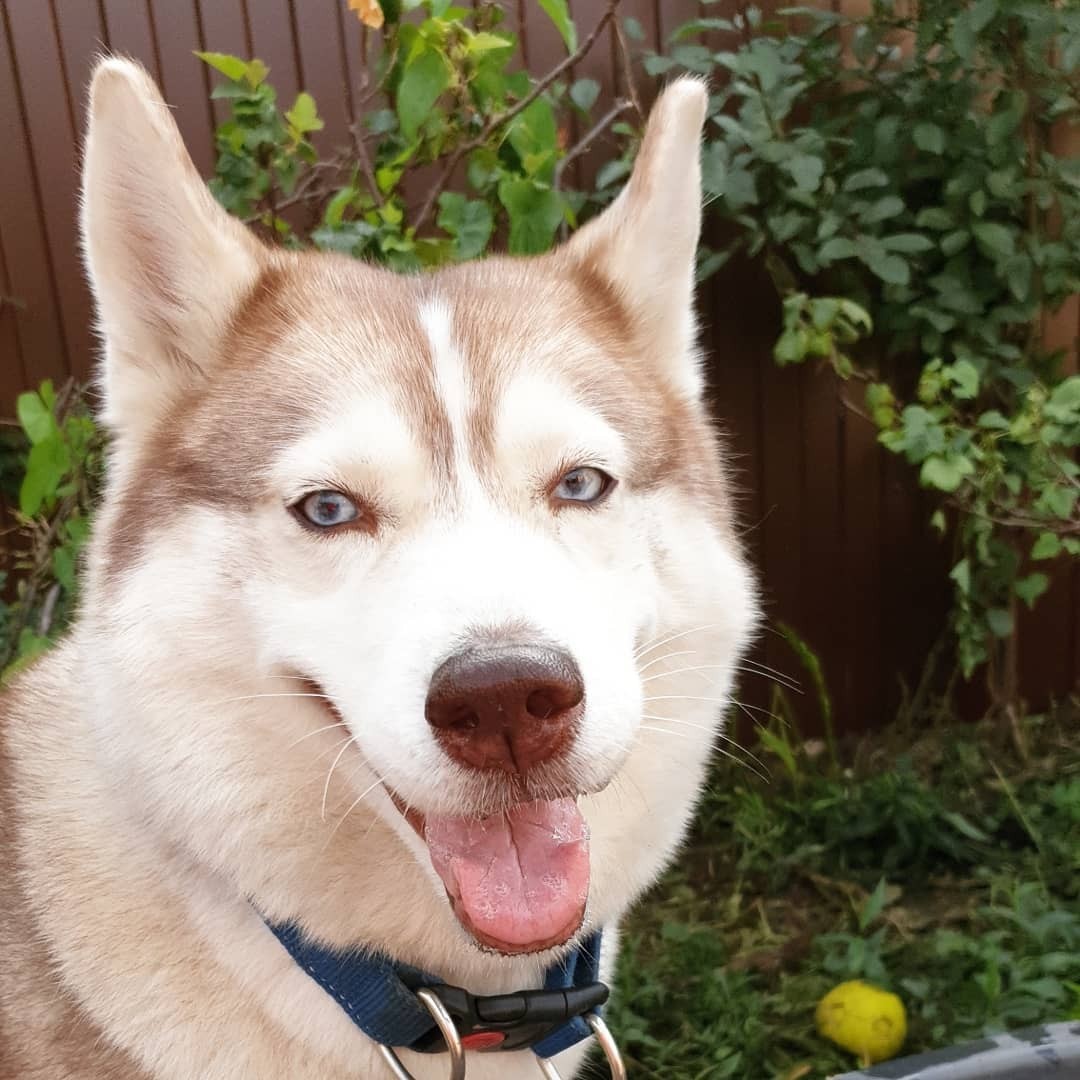 little husky - Dog, Dogs and people, Husky, Pet, Blue eyes, Longpost, Pets