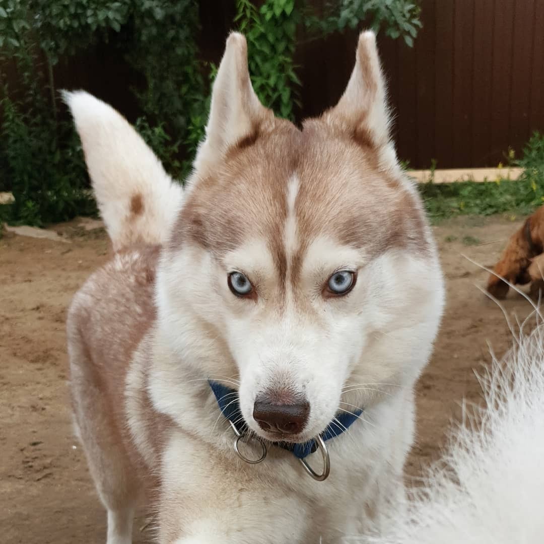 little husky - Dog, Dogs and people, Husky, Pet, Blue eyes, Longpost, Pets