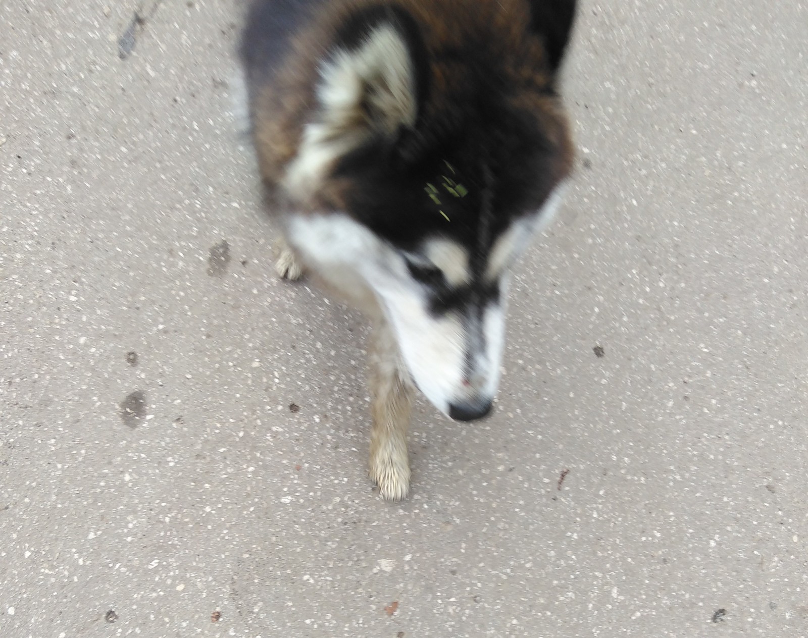 Lost Malamute. - Dog, Found a dog, Help, Alaskan Malamute, Lost, Longpost, Nizhny Novgorod, No rating, Helping animals