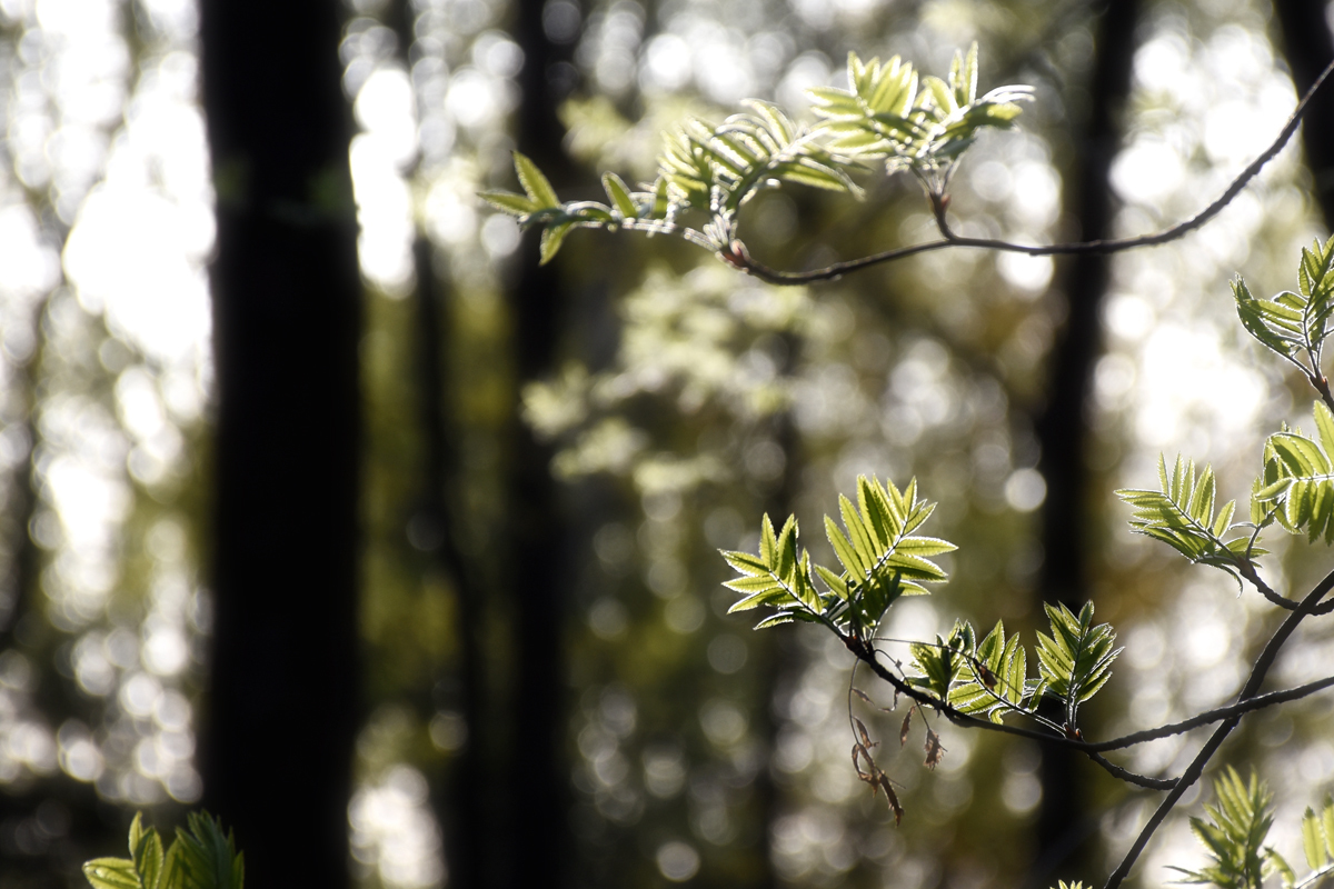 First spring leaves post - My, The photo, Nikon, Longpost, Spring, Nature