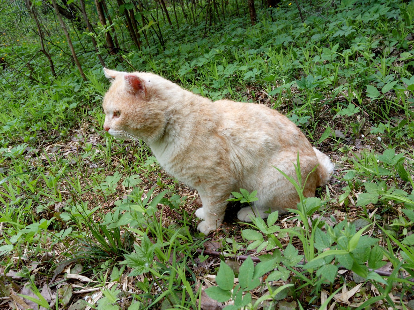 Interloper - My, cat, Fluffy, Dacha