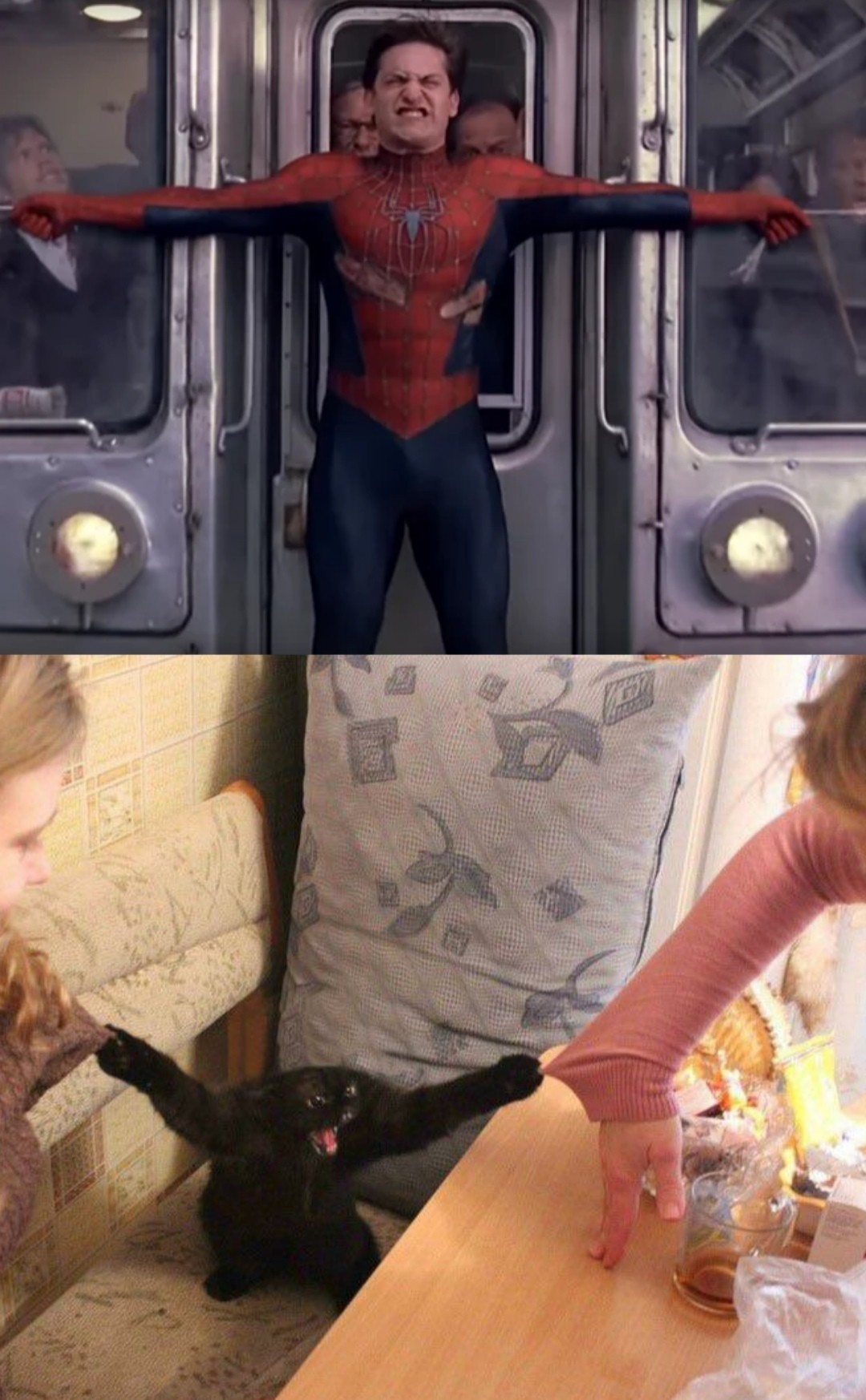 The cosplay we deserve - Cosplay, Comics, cat