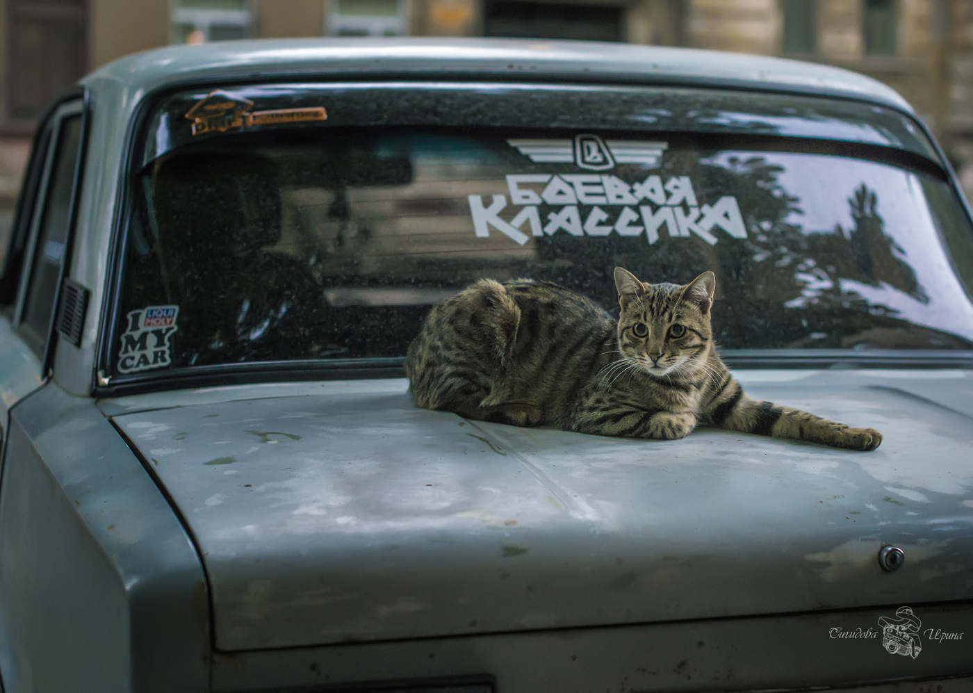 Wheelbarrow of my master. What did you want? - cat, Catomafia