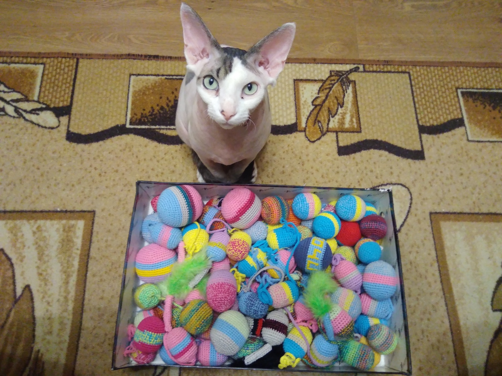 We are conducting an audit with Dobi)) Handmade toys. - My, Dobi, cat, Box and cat, Knitted toys, Sphinx