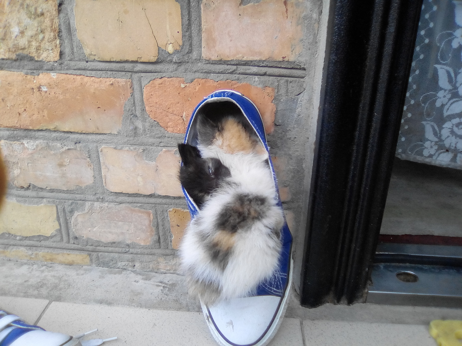 Kitten in sneakers - My, Kittens, cat, Sneakers, Longpost