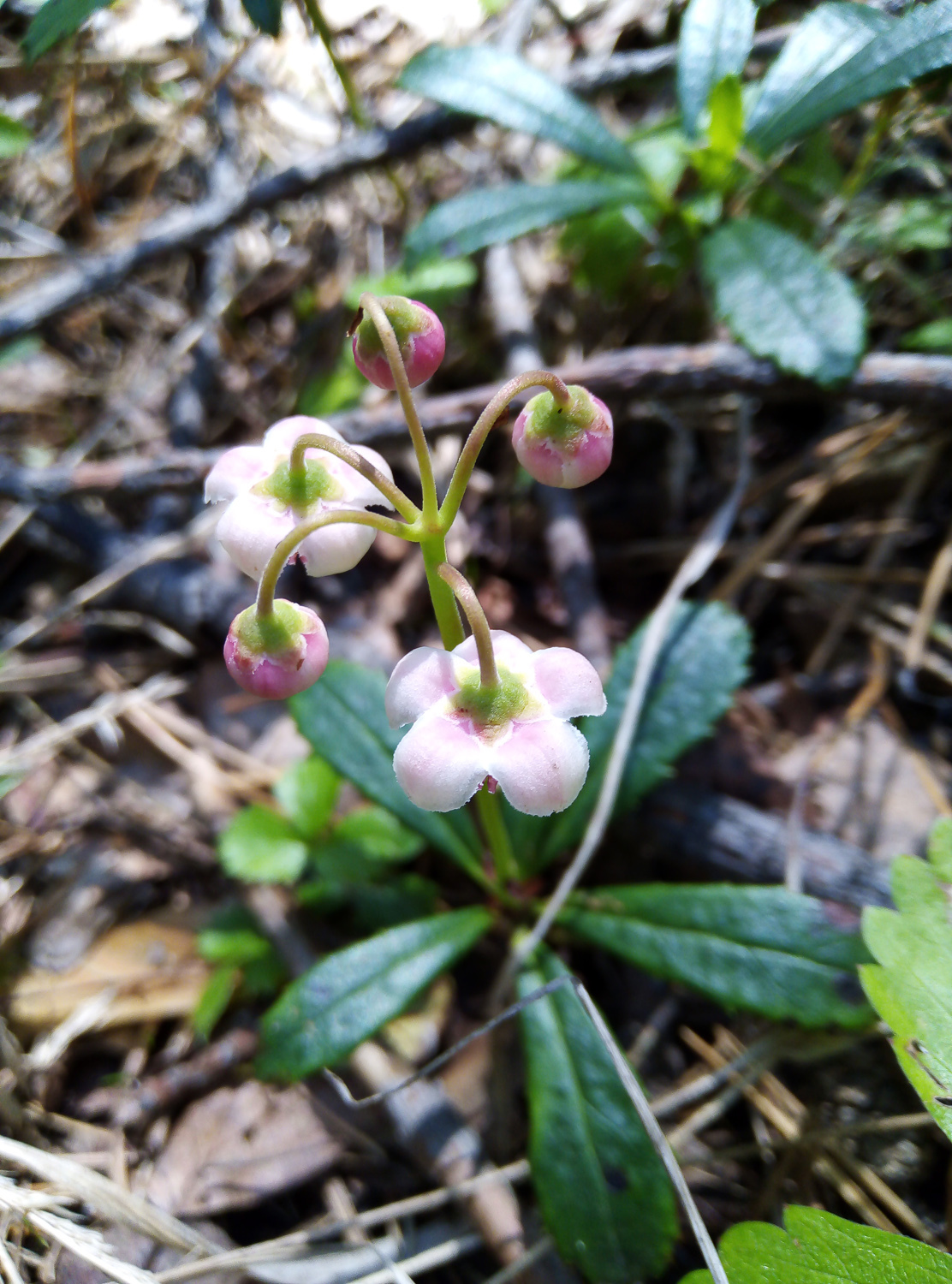 Does anyone know what it's called? - My, Flowers, Жуки, What's this?, Longpost