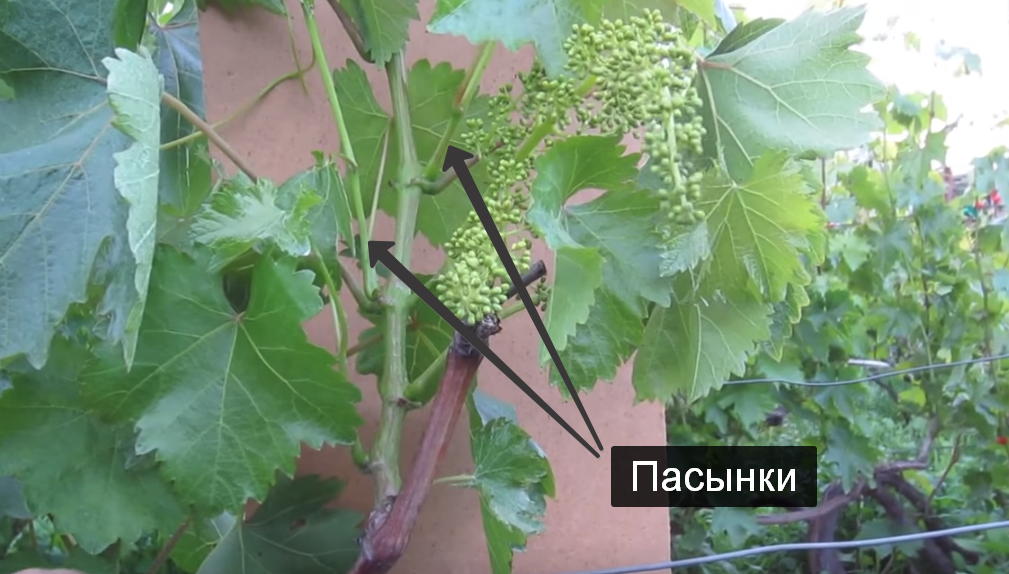 Pasynkovanie grapes - My, Grape, Vineyard, Care, Gardening, Garden, Dacha, Longpost