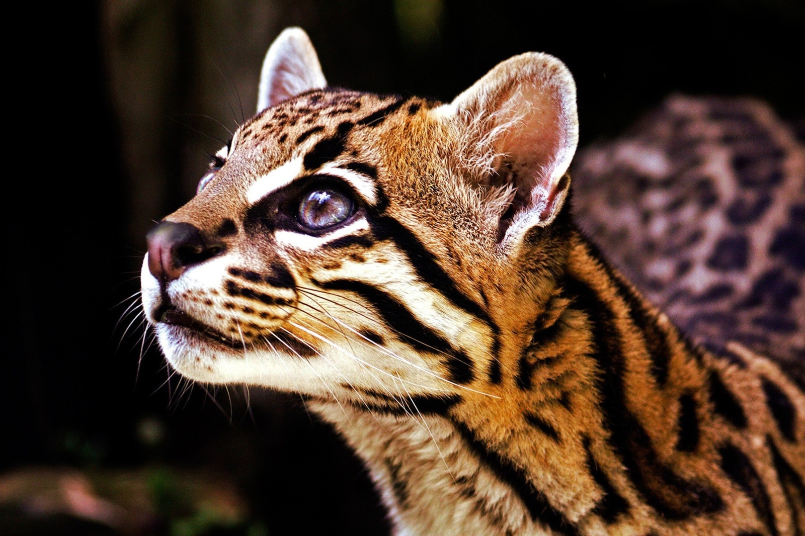 Ocelot - The photo, Ocelot, cat, Longpost