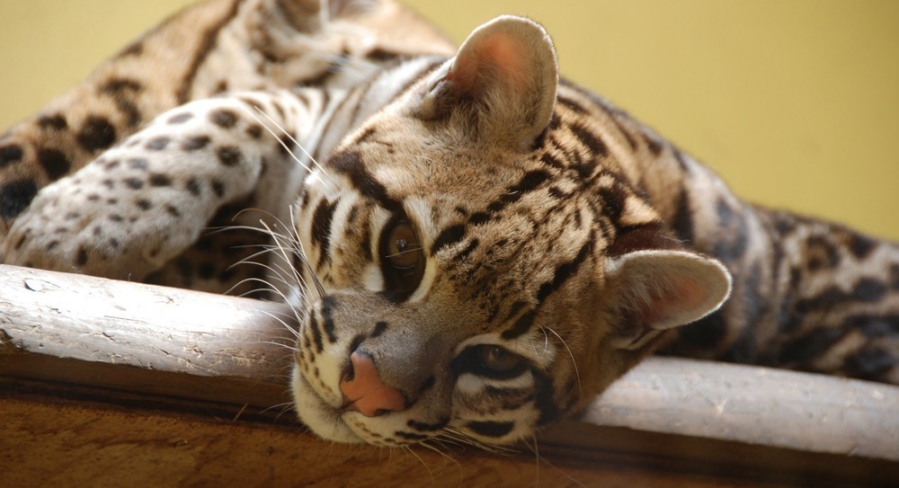 Ocelot - The photo, Ocelot, cat, Longpost