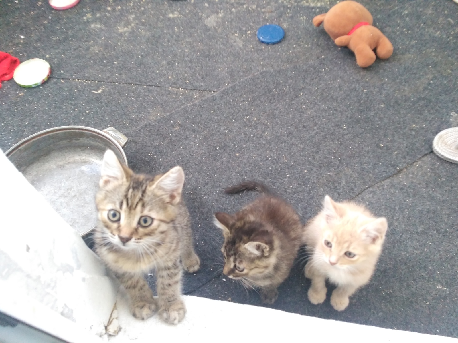 Kittens from Belgorod are looking for caring owners - My, Kittens, In good hands, Longpost, cat, No rating, Belgorod