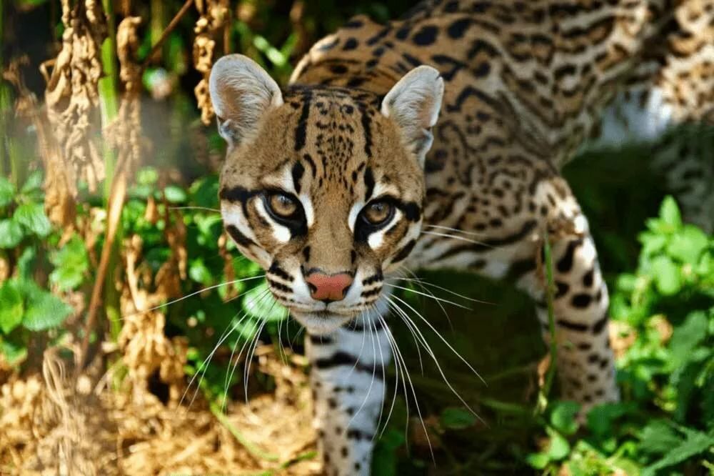 Ocelot - The photo, Ocelot, cat, Longpost