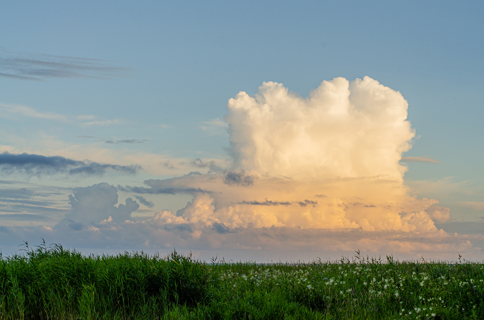 Eruption - My, Nikon, Nikon d7000, Nikkor 50mm 18D, Nikkor 50mm, 50mm, The Gulf of Finland, Grass, Beginning photographer