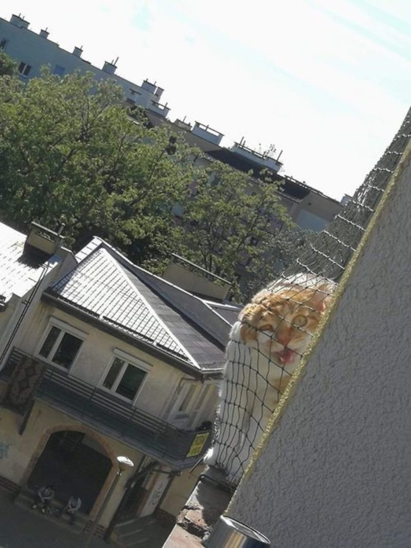 The neighbor's cat clearly wants something from me. - Balcony, cat, Neighbours, The photo, Net