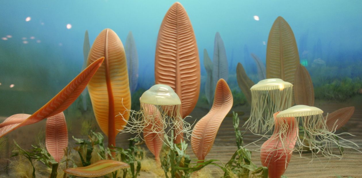 Feasts of soft-bodied in the Ediacaran seas - Ediacaran, , , 