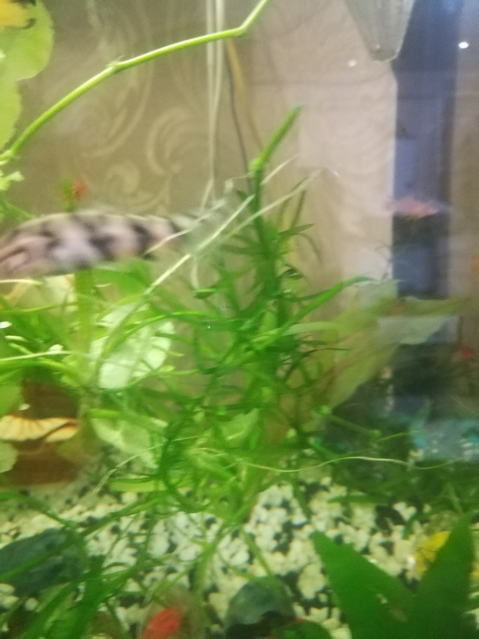 Help identify. - My, Catfish, Aquarium, Identification, Aquarium fish, Longpost