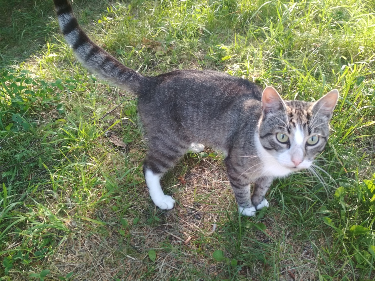 Assistance in the sterilization of homeless animals - My, Homeless animals, Kaliningrad, Help, Sterilization, The photo, Catomafia, Volunteering, Longpost, cat