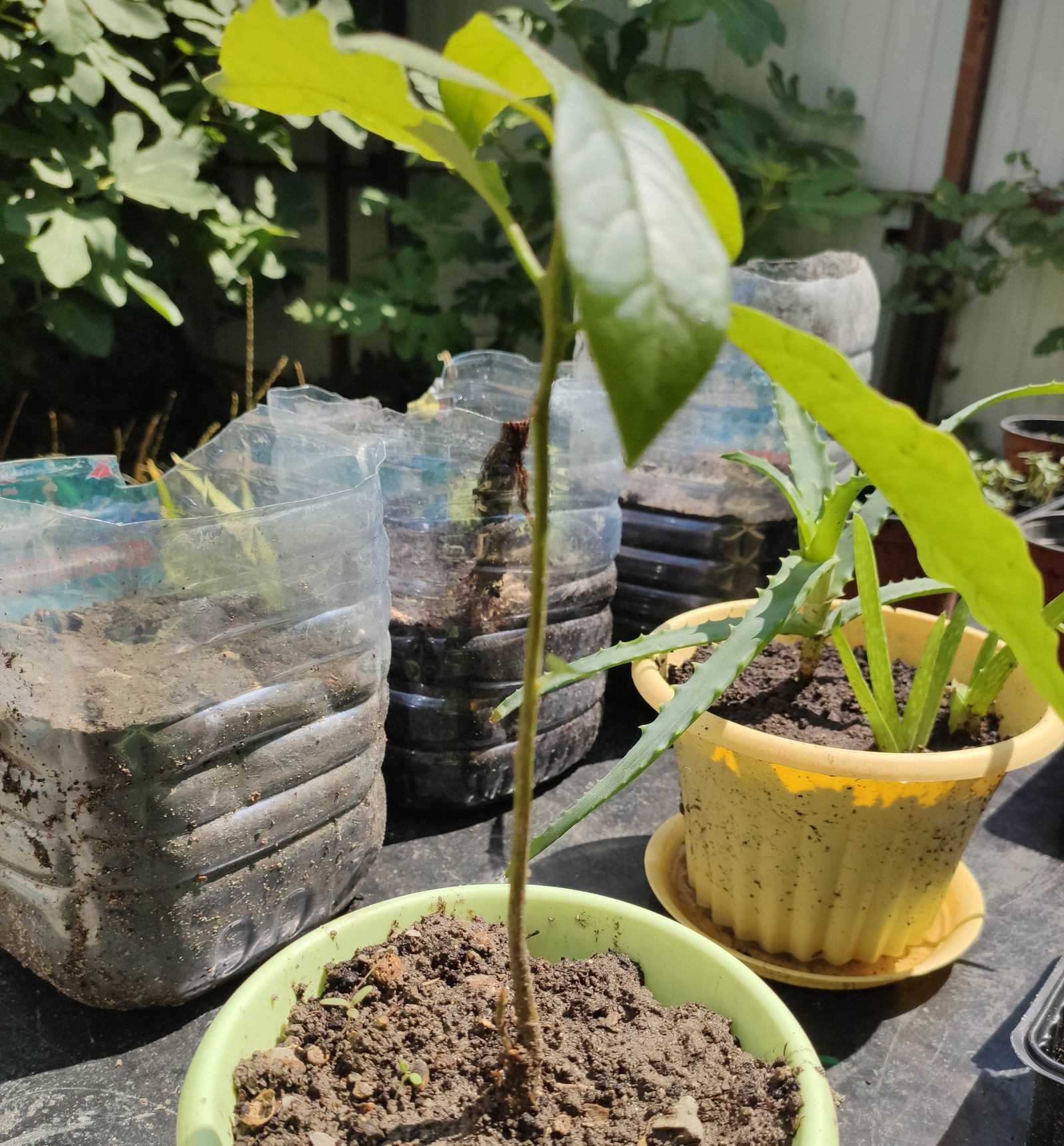 Growing avocados - My, Avocado, Avocado from the pit, Growing, Longpost