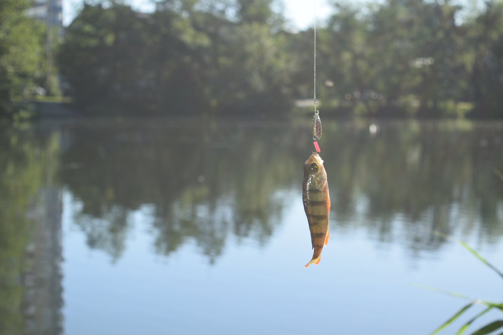 Summer fishing on the Winter Lake in Kaliningrad. - My, Fishing, Kaliningrad, Video, Perch, Longpost