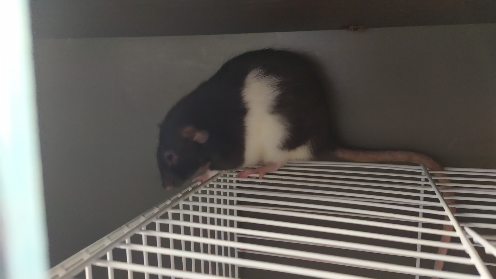 Neighborhood rats - My, Rat Chronicles, Rat, Decorative rats, Longpost