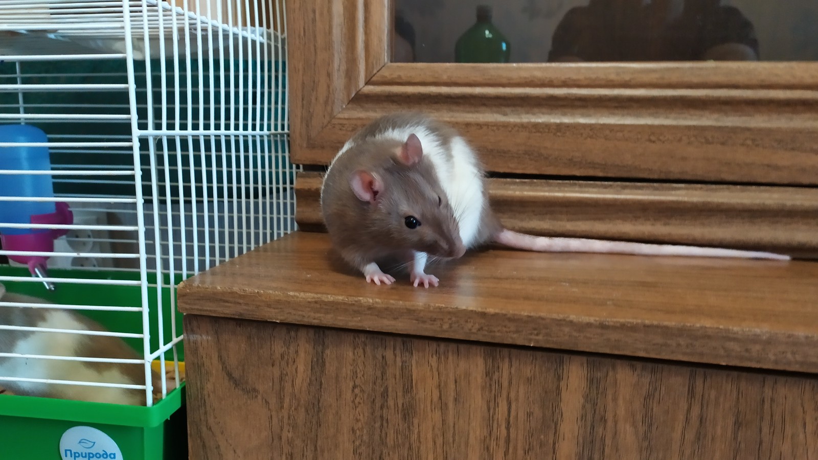 Neighborhood rats - My, Rat Chronicles, Rat, Decorative rats, Longpost