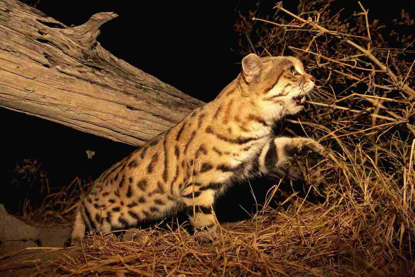 African black-footed cat - cat, Catomafia, Black-footed cat, The photo, Longpost