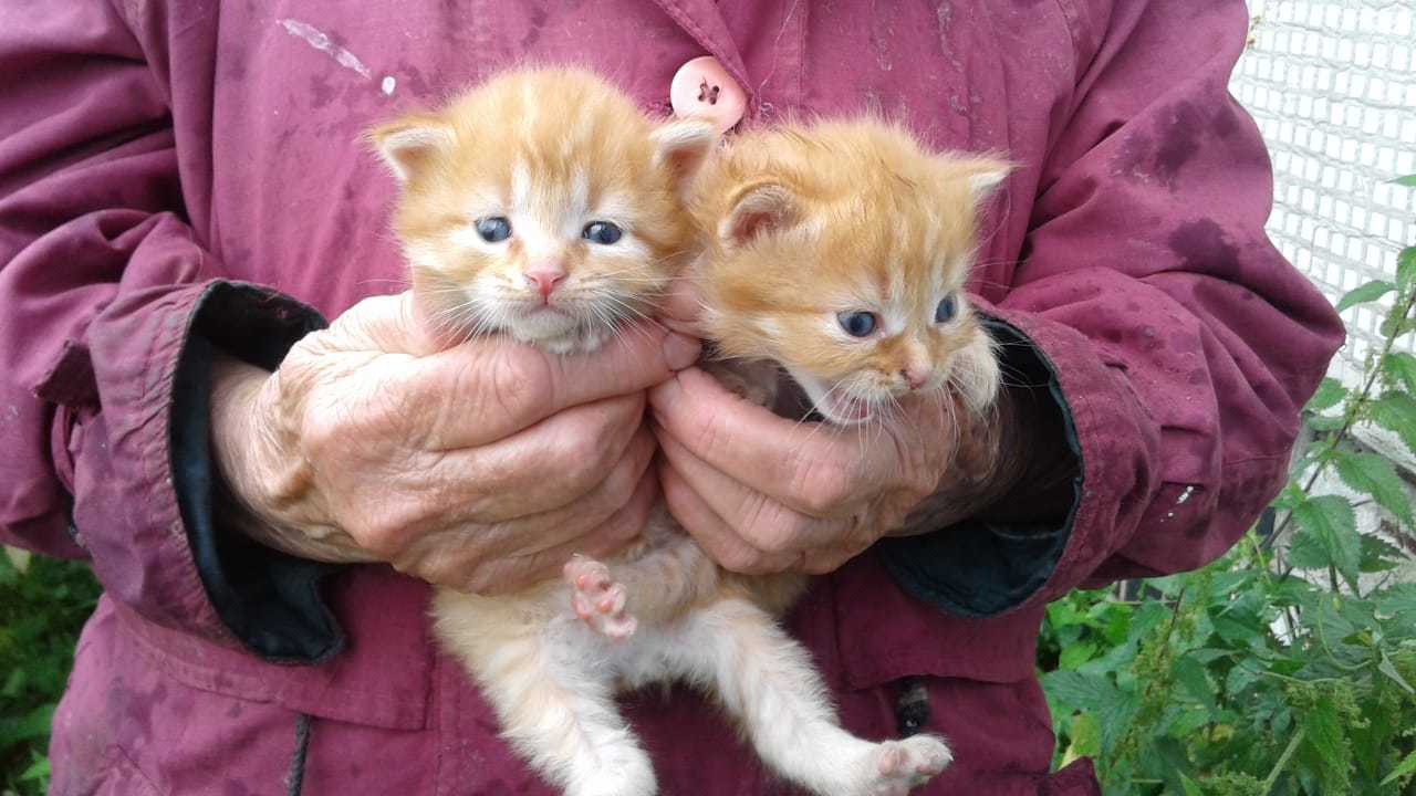 Малышня ищет дом - Москва, Без рейтинга, Котята, Кот, Котомафия, Лига Добра, В добрые руки, Длиннопост