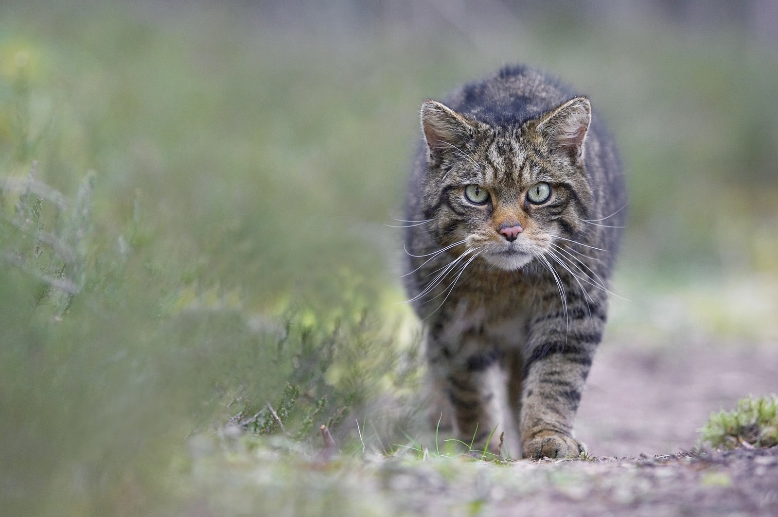 Scottish Forest Cat - cat, Catomafia, The photo, Nature, Forest cat, Longpost